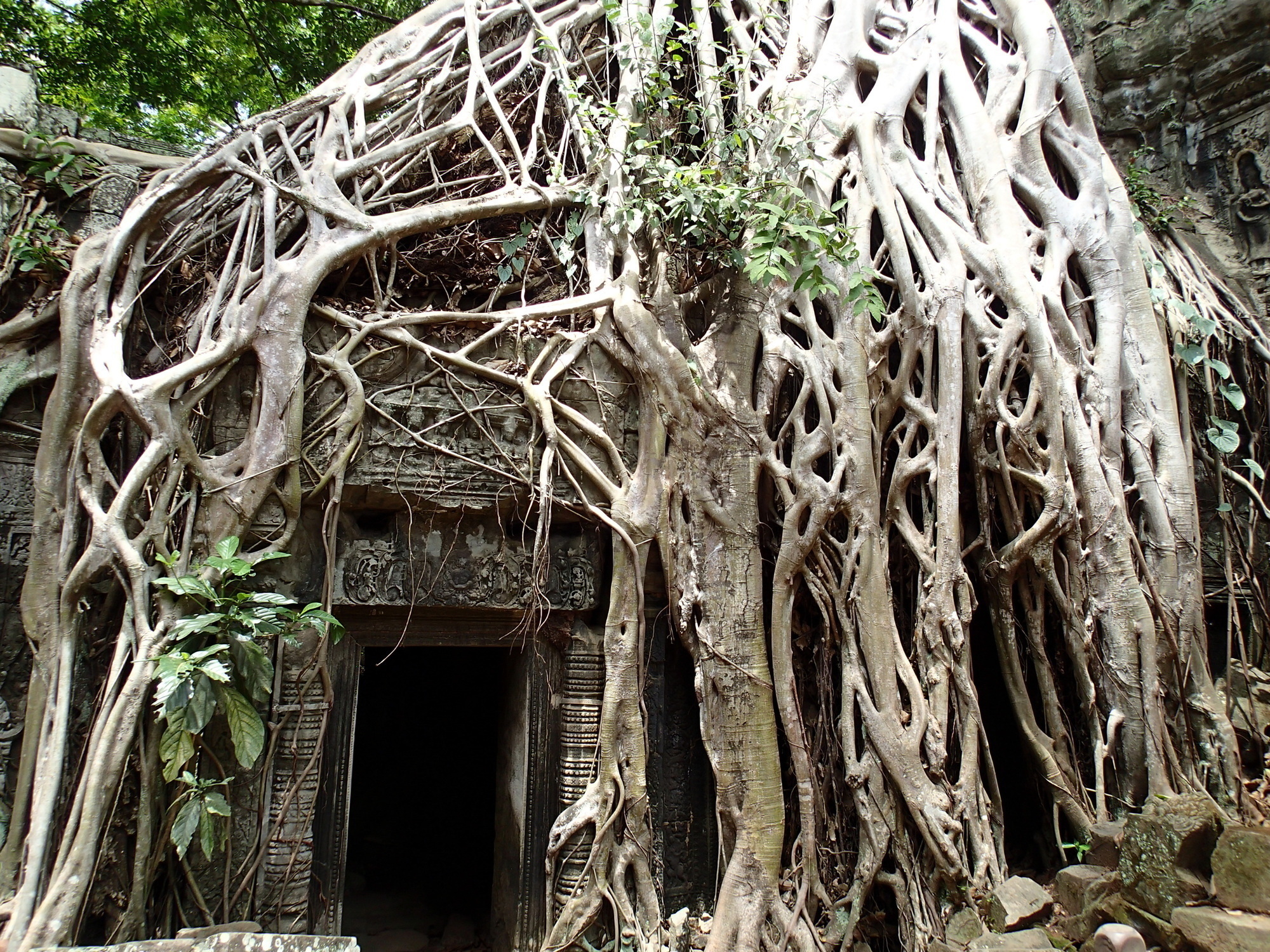 Project 1 image of roots and a doorway